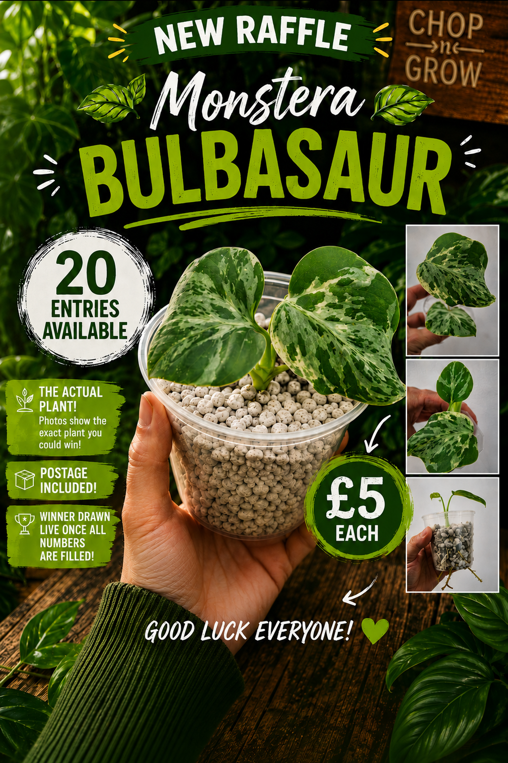 Monstera Bulbasaur see description