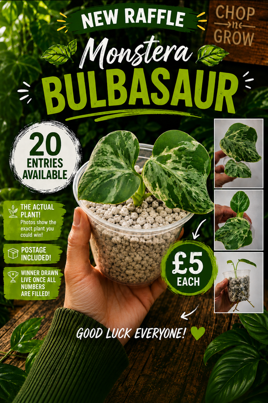 Monstera Bulbasaur see description