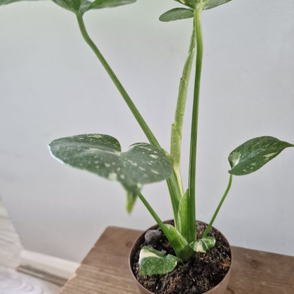 Monstera Thai Constellation Rare Houseplant 8cm pot (2)