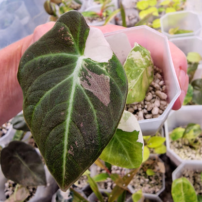 Alocasia Black Velvet Pink Variegata