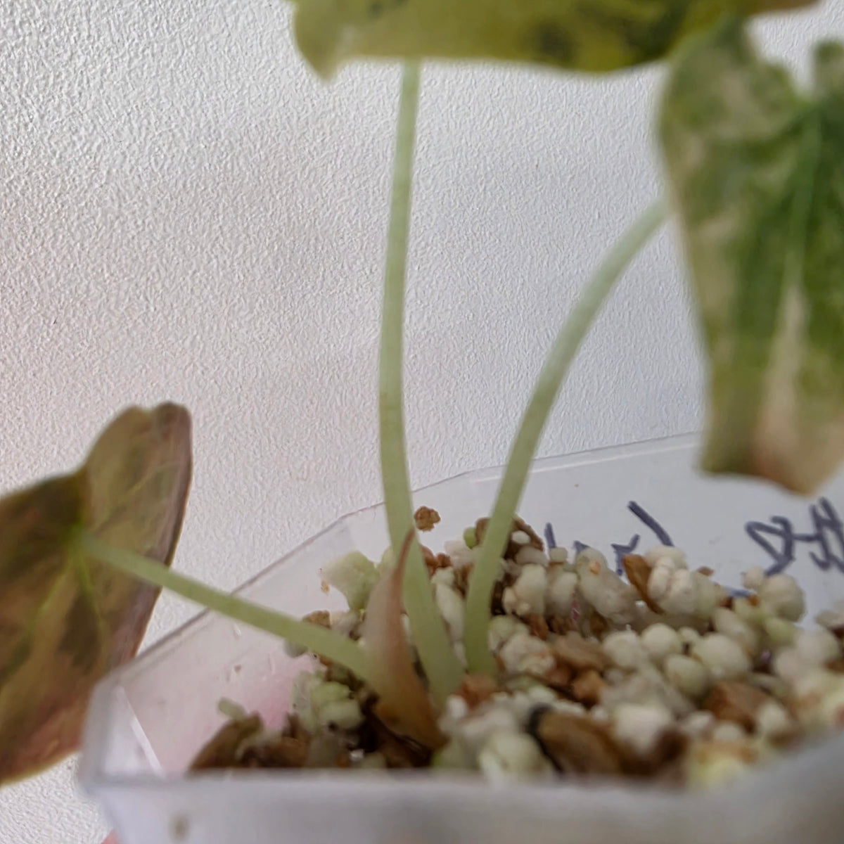 Alocasia Cuprea ‘Latte Gold’ – Acclimatised Tissue Culture | Exact Plant #5