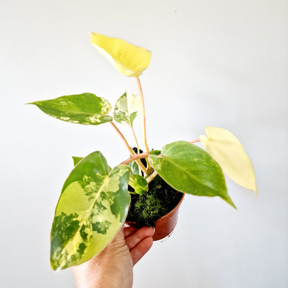 Philodendron Burle Marx Variegata Houseplant 10.5cm pot (3)