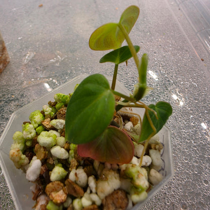 Philodendron Micans Pink Cloud Variegated