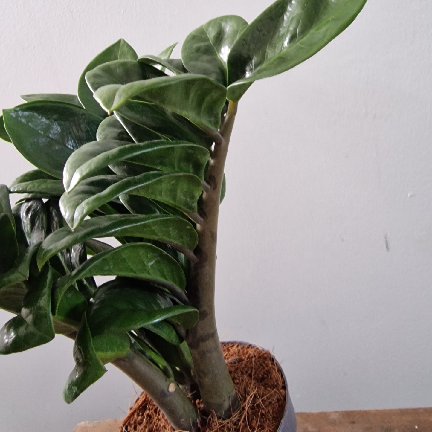 Zamioculcas Zamiifolia Zenzi Rare Houseplant 11cm pot