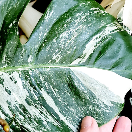 Monstera Albo Middle Leaf Cutting
