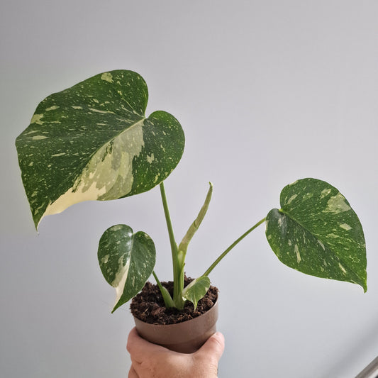 Monstera Thai Constellation Rare Houseplant 11cm pot