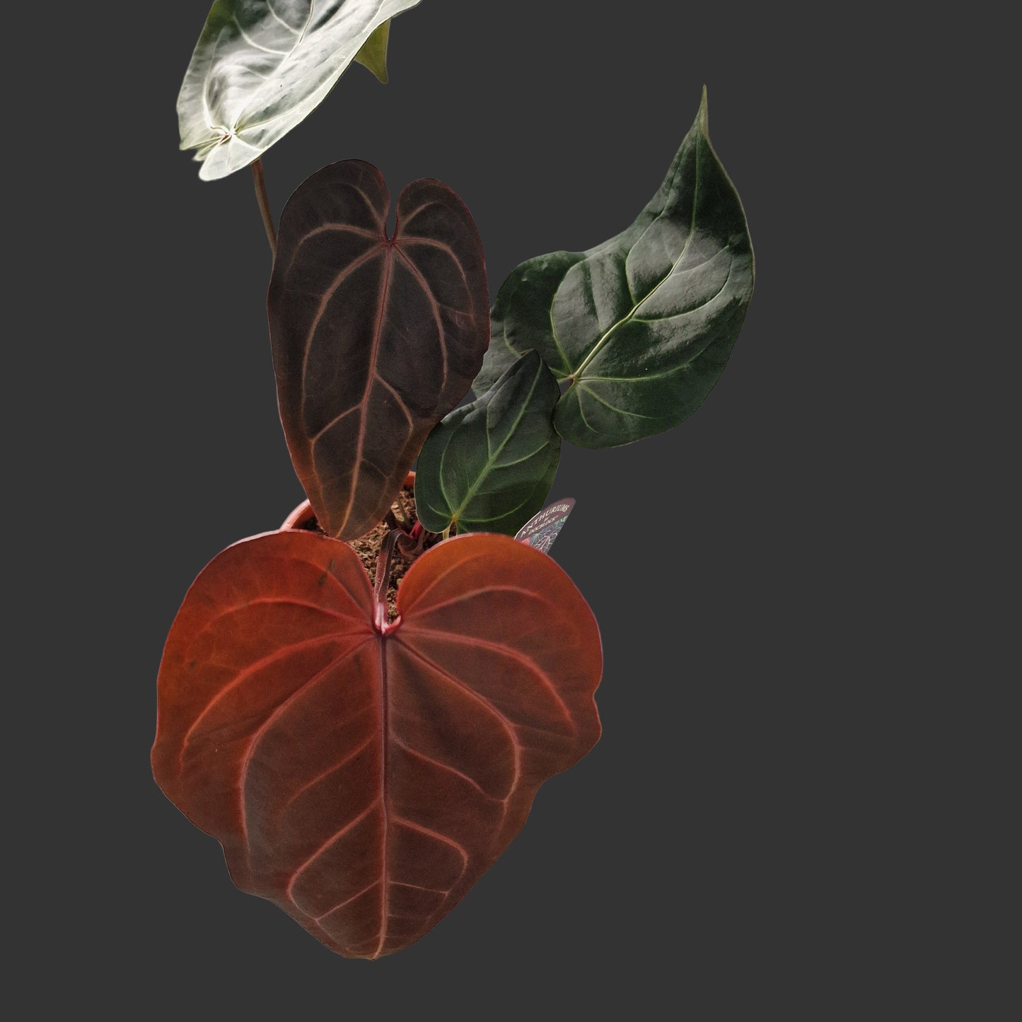 Anthurium Dark and Handsome x Red Velvet DocBlock Rare Houseplant 17cm pot