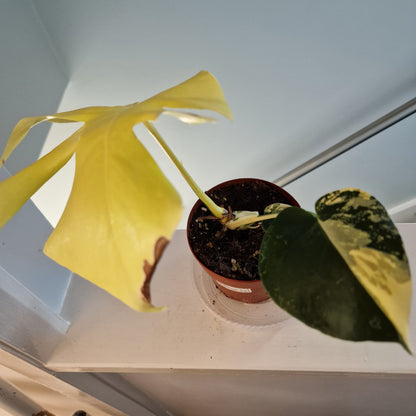 Monstera Deliciosa Aurea – 12cm Pot (#8a)