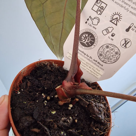 Anthurium Michelle by DocBlock Houseplant 9cm pot (3)