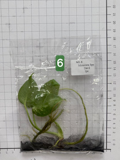 Choose your own Monstera Devil Tissue Culture Plantlet Pre-Order - see description