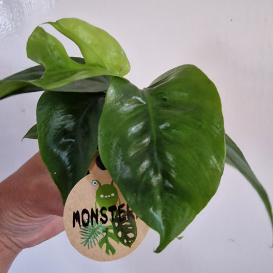 Monstera Rare Houseplant 6cm pot