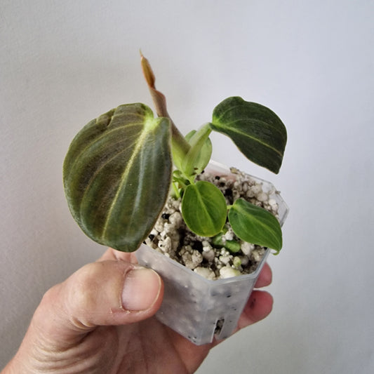 Philodendron Melanochrysum Variegated  – Young Exact Plant (#2)