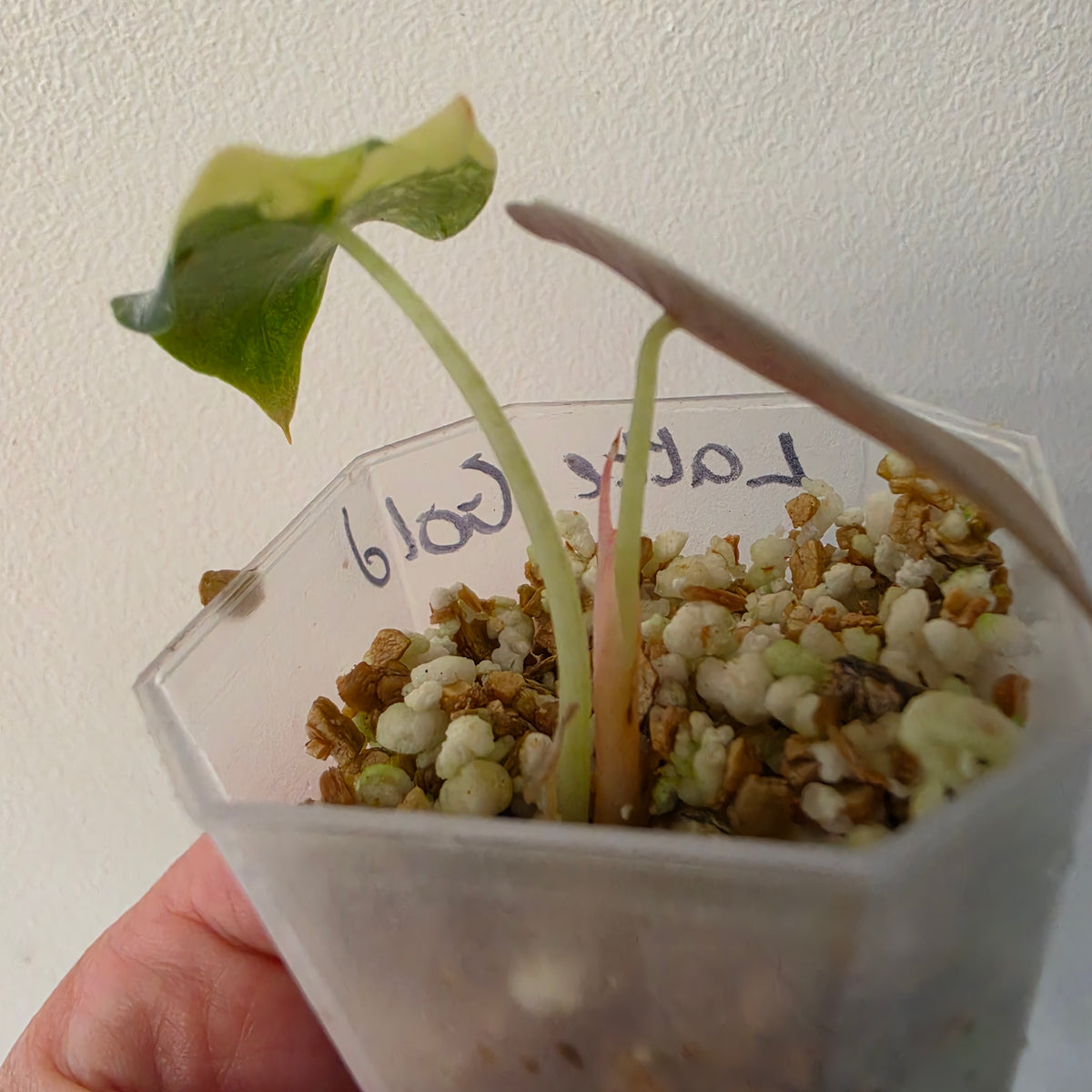 Alocasia Cuprea ‘Latte Gold’ – Acclimatised Tissue Culture | Exact Plant #7