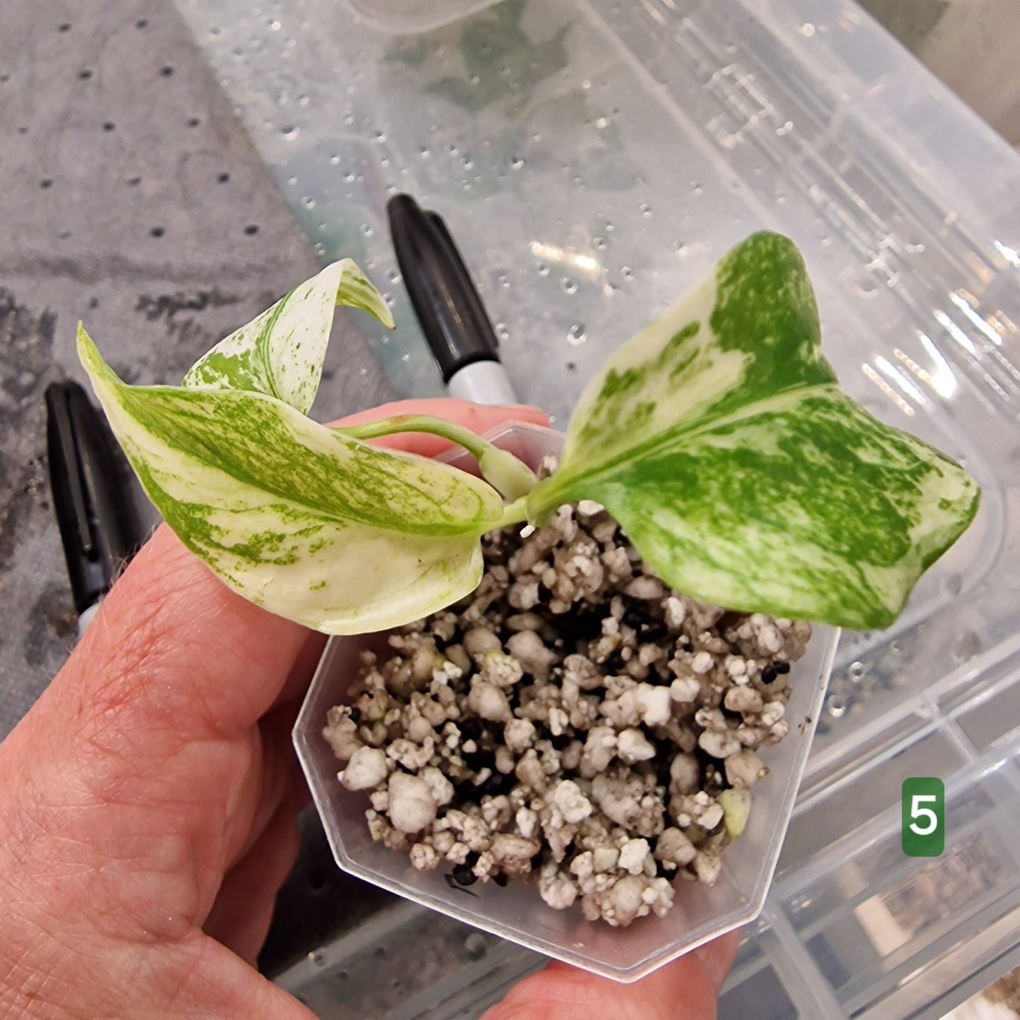 White Monstera – Choose Your Plant
