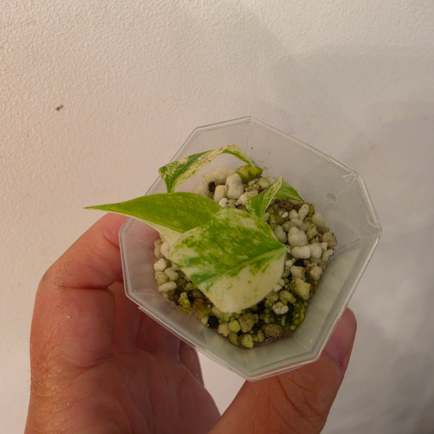 Monstera Mint China’s Version – Exact Plant No. 8 - See Description