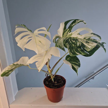Monstera Deliciosa Albo Super White Rare Houseplant 15cm pot