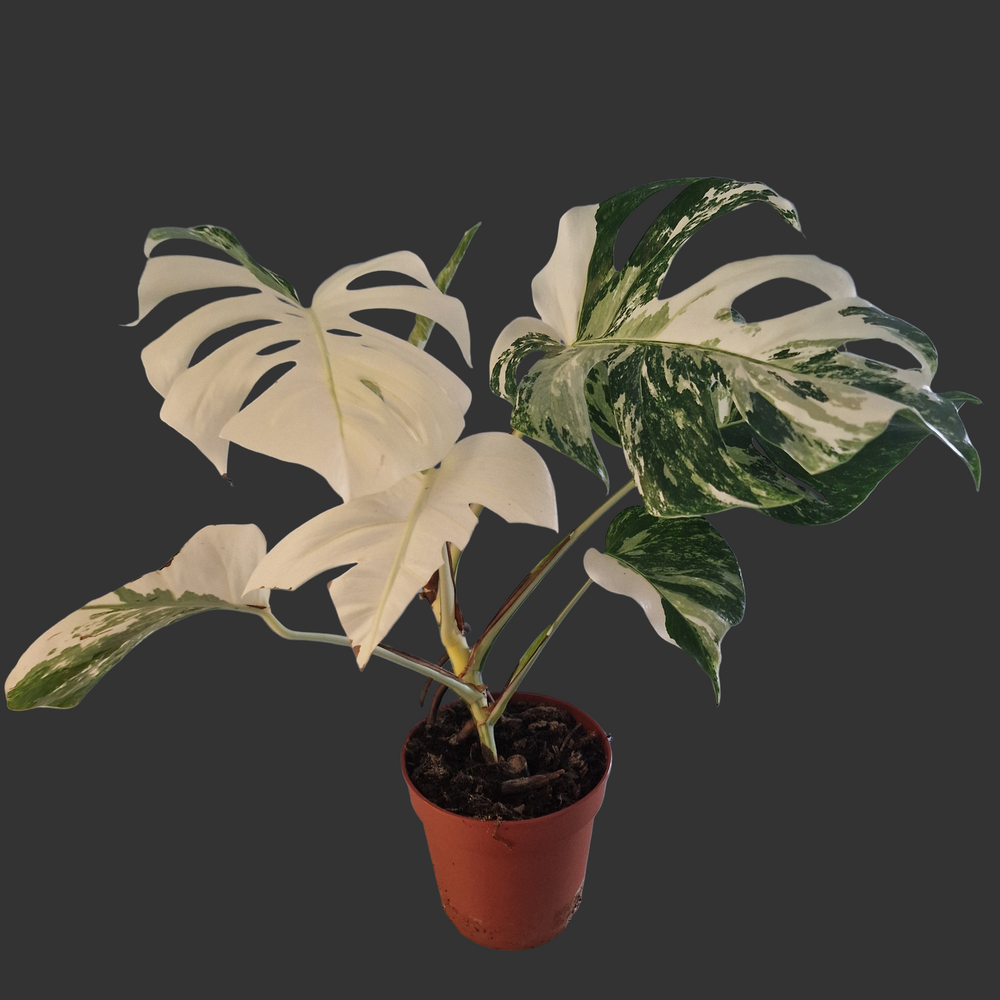 Monstera Deliciosa Albo Super White Rare Houseplant 15cm pot