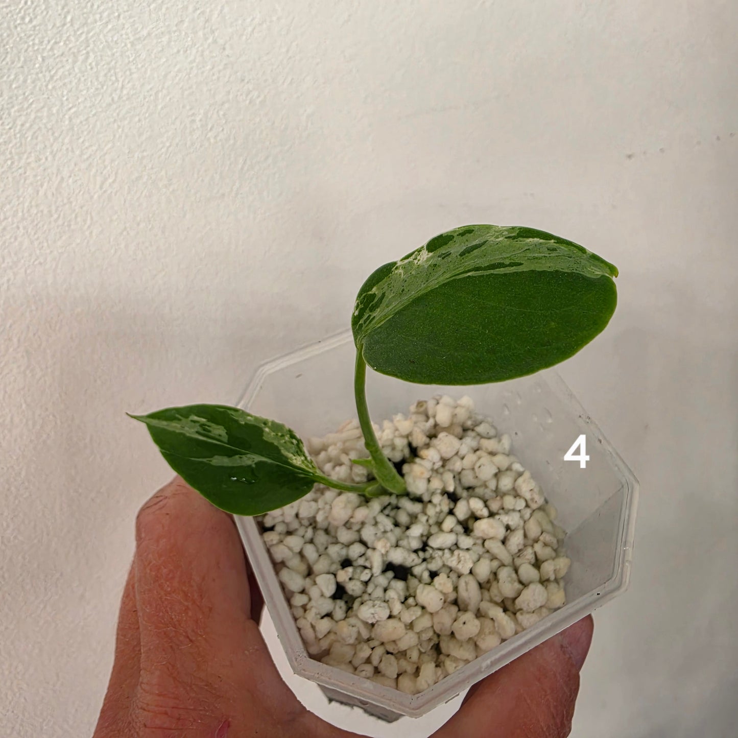 Monstera Bulbasaur 7cm pot – Choose Your Own