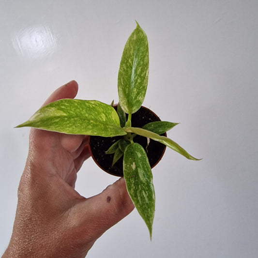 Philodendron Baby Houseplant 6cm pot