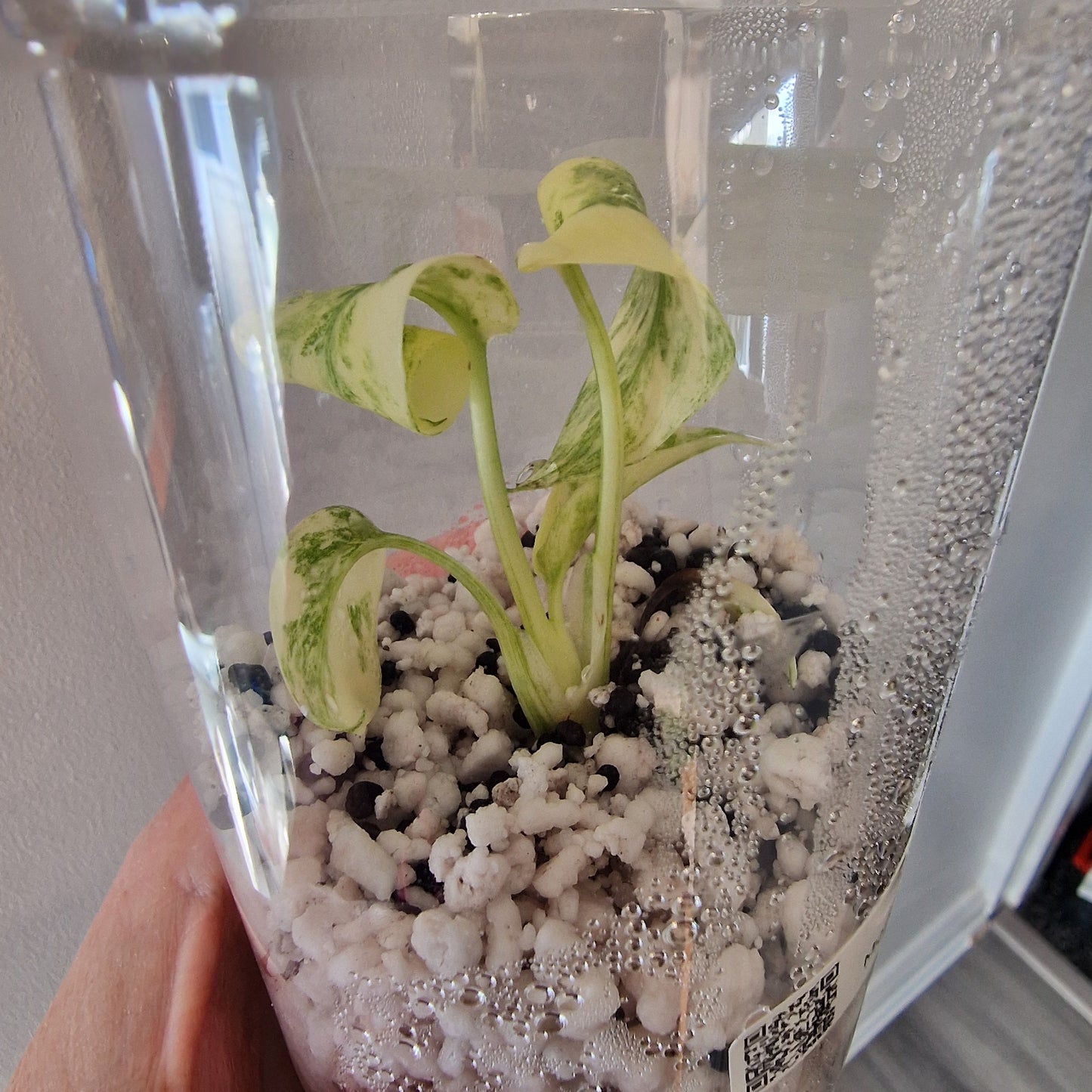 Monstera Legacy – Young Exact TC Plant (#3)