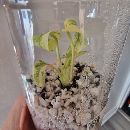Monstera Legacy – Young Exact TC Plant (#3)