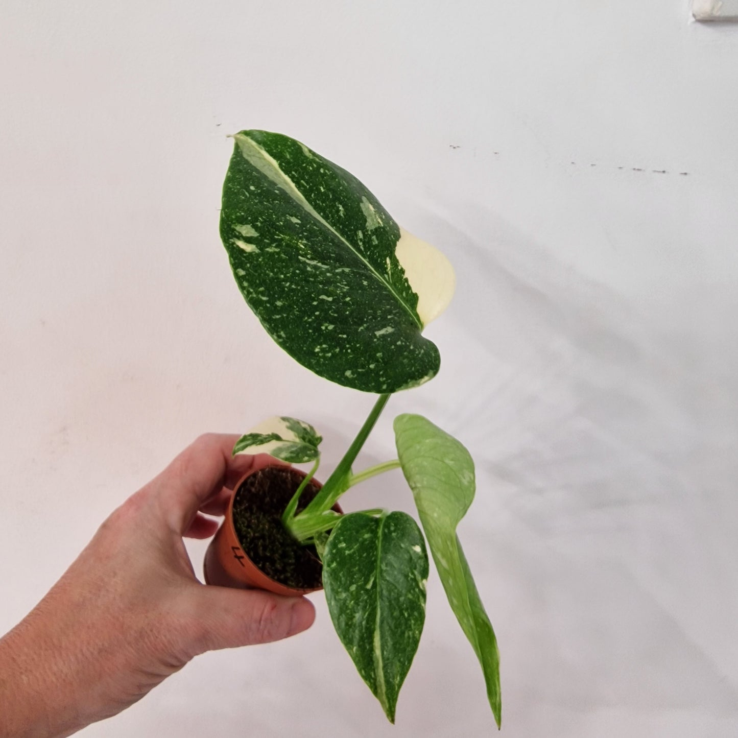 Monstera Thai Constellation – 6cm Pot (#4)