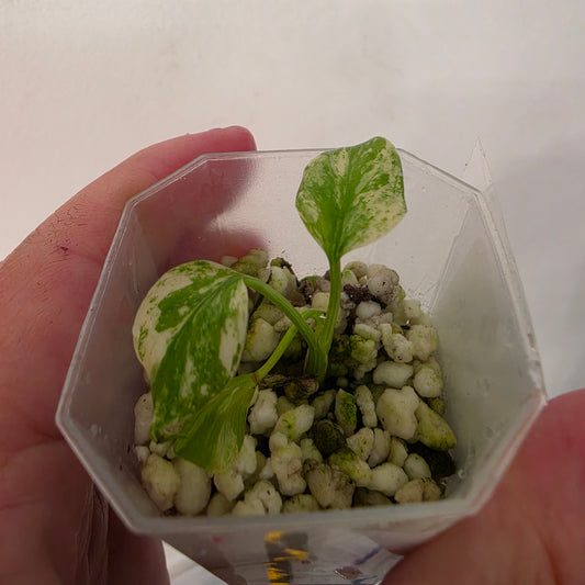 Monstera Mint China’s Version – Exact Plant No. 11 - See Description