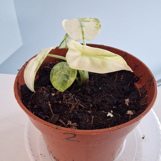 Alocasia Ninja Tricolor Rare Houseplant 10.5cm pot (2)