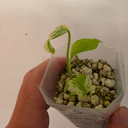 Monstera Mint China’s Version – Exact Plant No. 2 - See Description