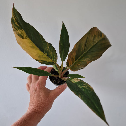 Philodendron Caramel Marble Houseplant in 6cm pot (1)