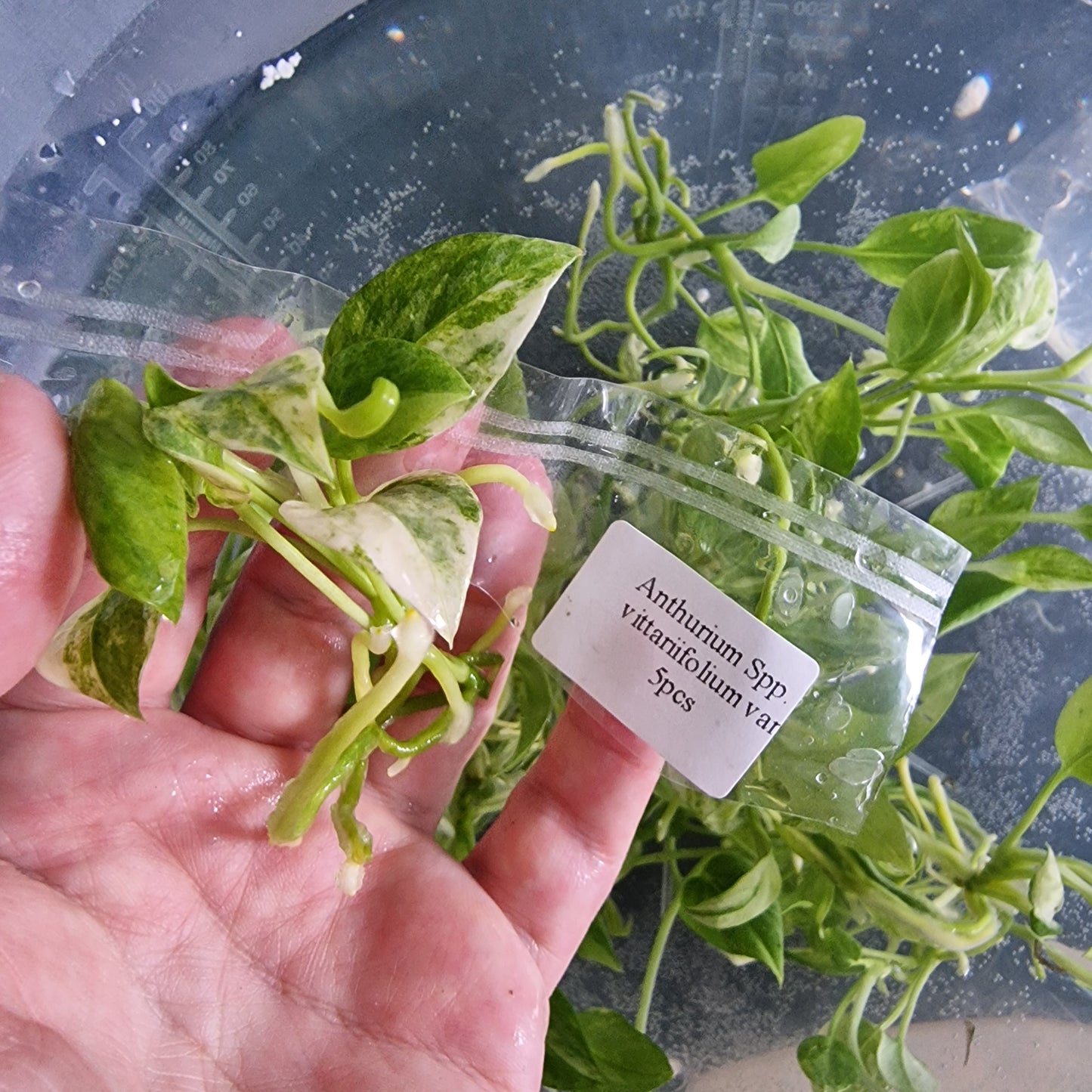 Tissue Culture Plant - Pre-order - please see description