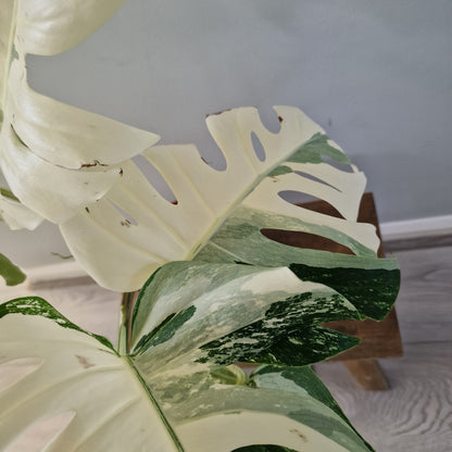 Monstera Albo ‘Super White’ – 15cm Pot (#1)