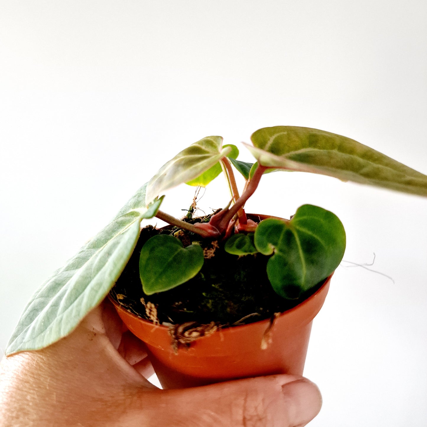 Anthurium Besseae aff x Zara x Michelle Houseplant 9cm pot (5)