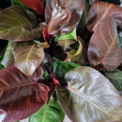 Philodendron Red Sunlight Rare Houseplant 12cm pot