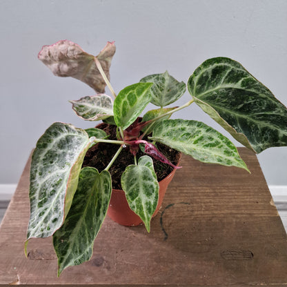 Anthurium Silver Blush – Mint Variegation – 12cm Pot