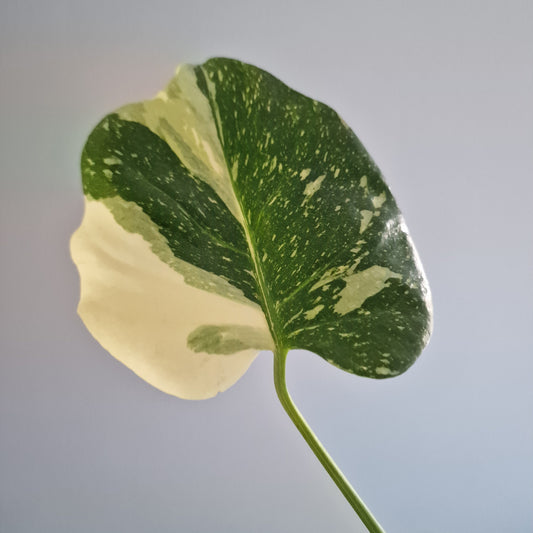 Monstera Thai Constellation Rare Houseplant 11cm pot (14)