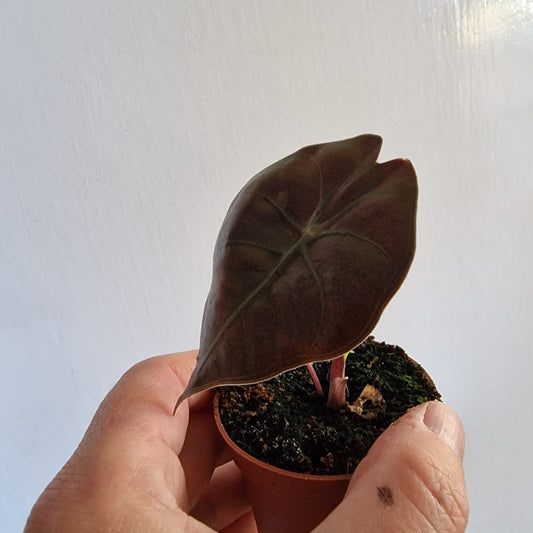 Alocasia Suhirmaniana 'Red Petiole' Rare Houseplant 6cm pot