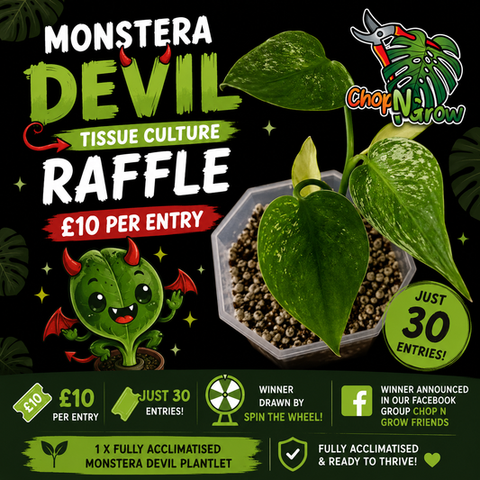 Monstera Devil Fully Acclimatised - see description before purchasing