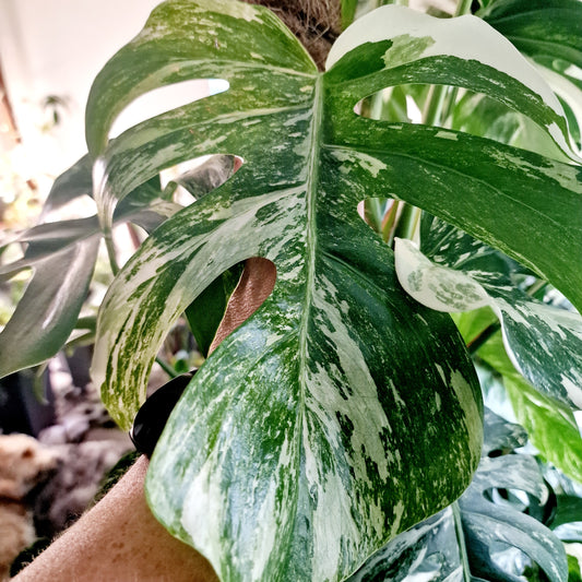 Monstera Albo Top 2 Leaf Cutting