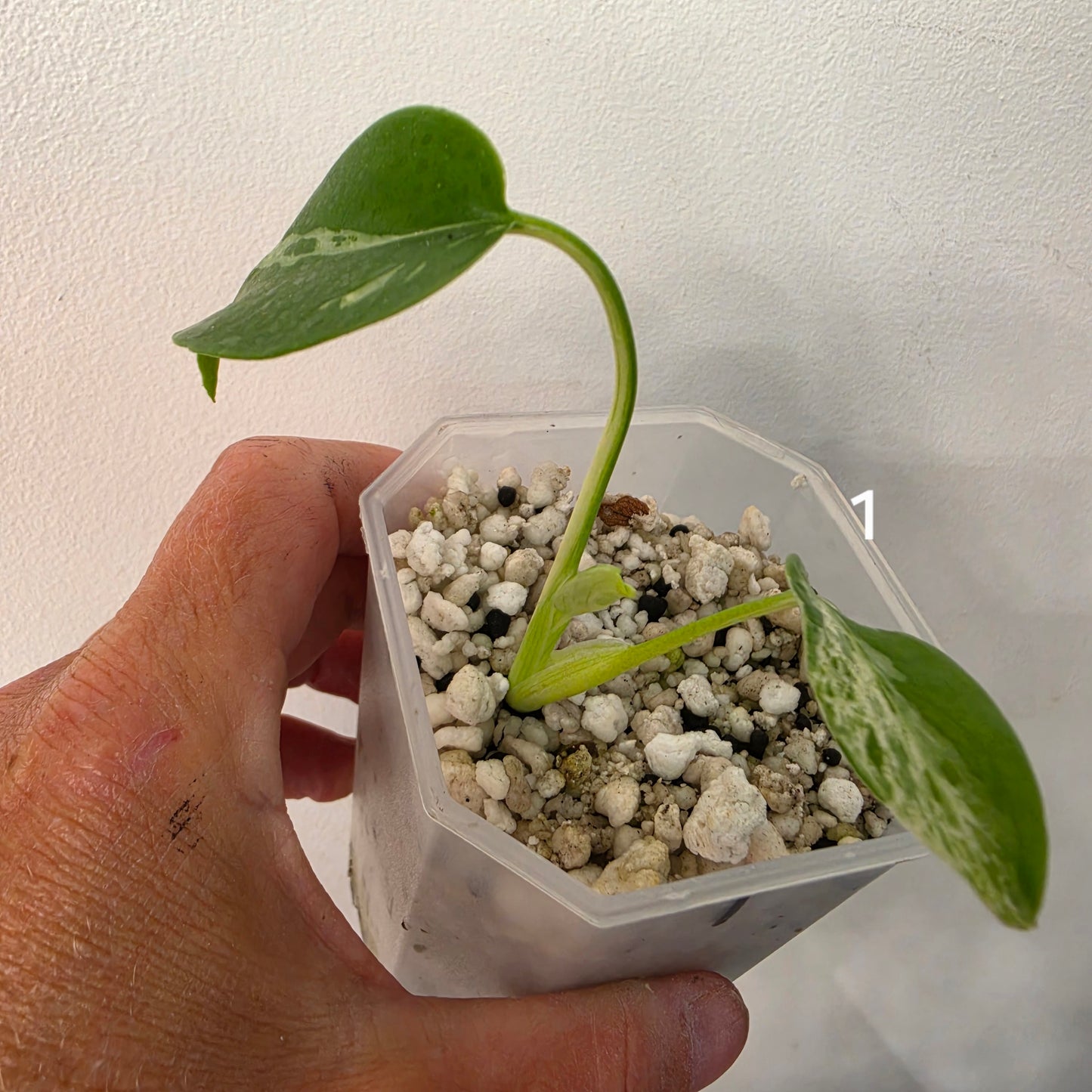 Monstera Bulbasaur 7cm pot – Choose Your Own