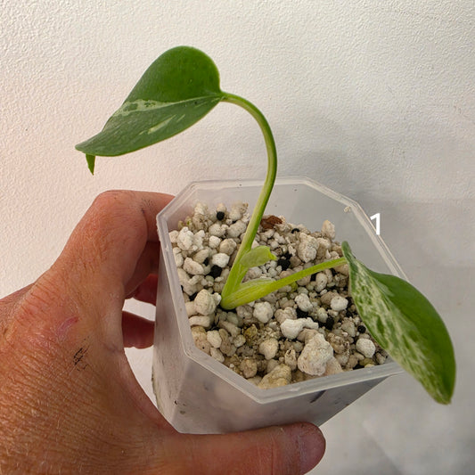 Monstera Bulbasaur 7cm pot – Choose Your Own