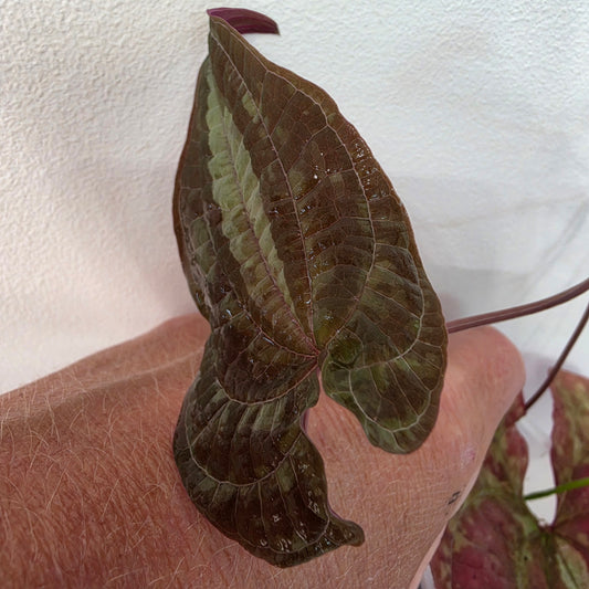 Dioscorea Dioscorea Vining Climbing Plant Exact Plant (3)