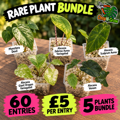 23 @ 8.42pm RARE PLANT BUNDLE - see description