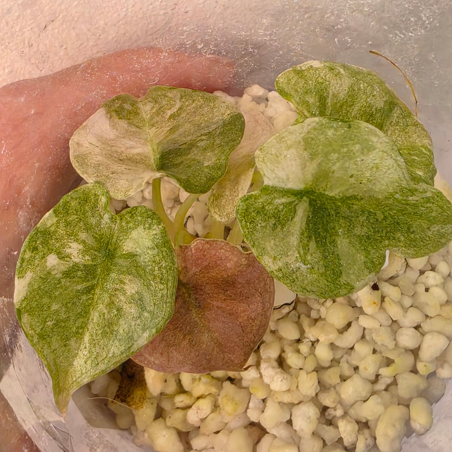 Alocasia Cuprea Pink Spot Tissue Culture 🌸 see description