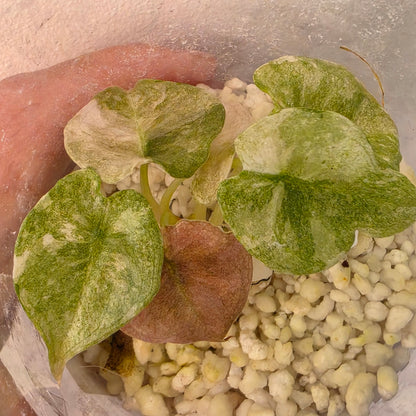Alocasia Cuprea Pink Spot Tissue Culture 🌸 see description