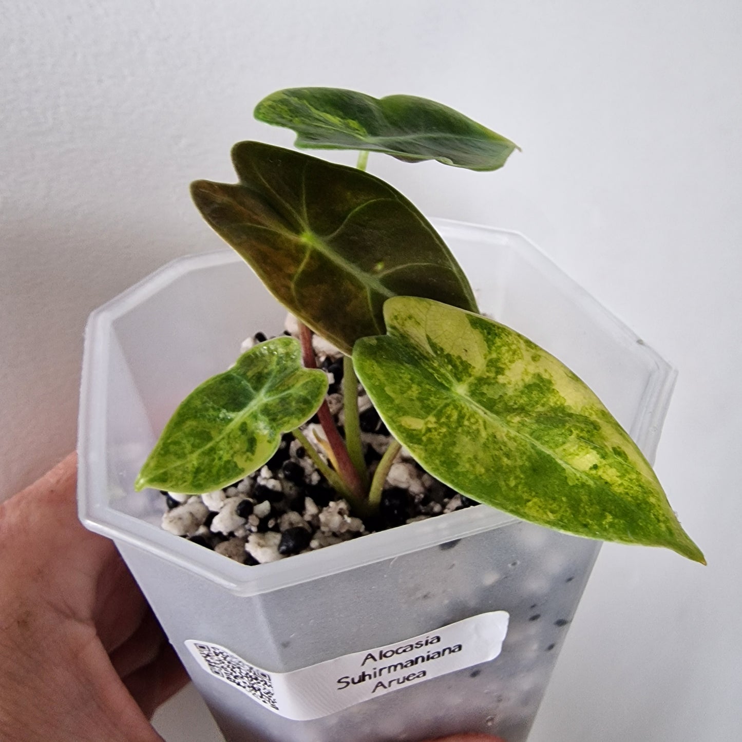 Alocasia Suhirmaniana Aurea Variegation – Exact Plant (5)