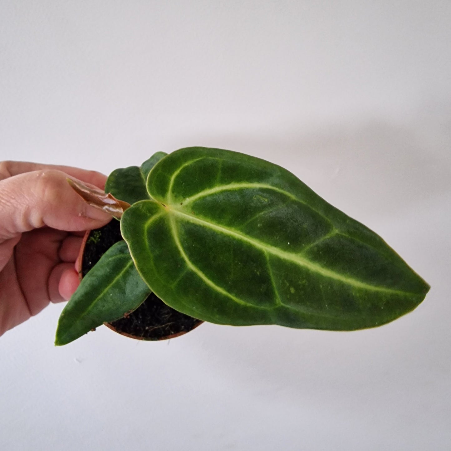 Anthurium Regale Houseplant 6cm pot