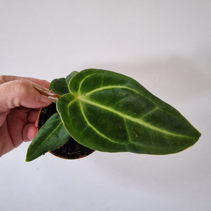 Anthurium Regale Houseplant 6cm pot