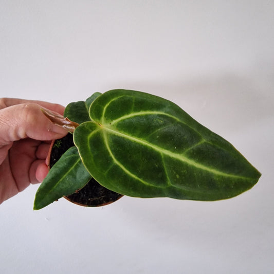 Anthurium Regale Houseplant 6cm pot