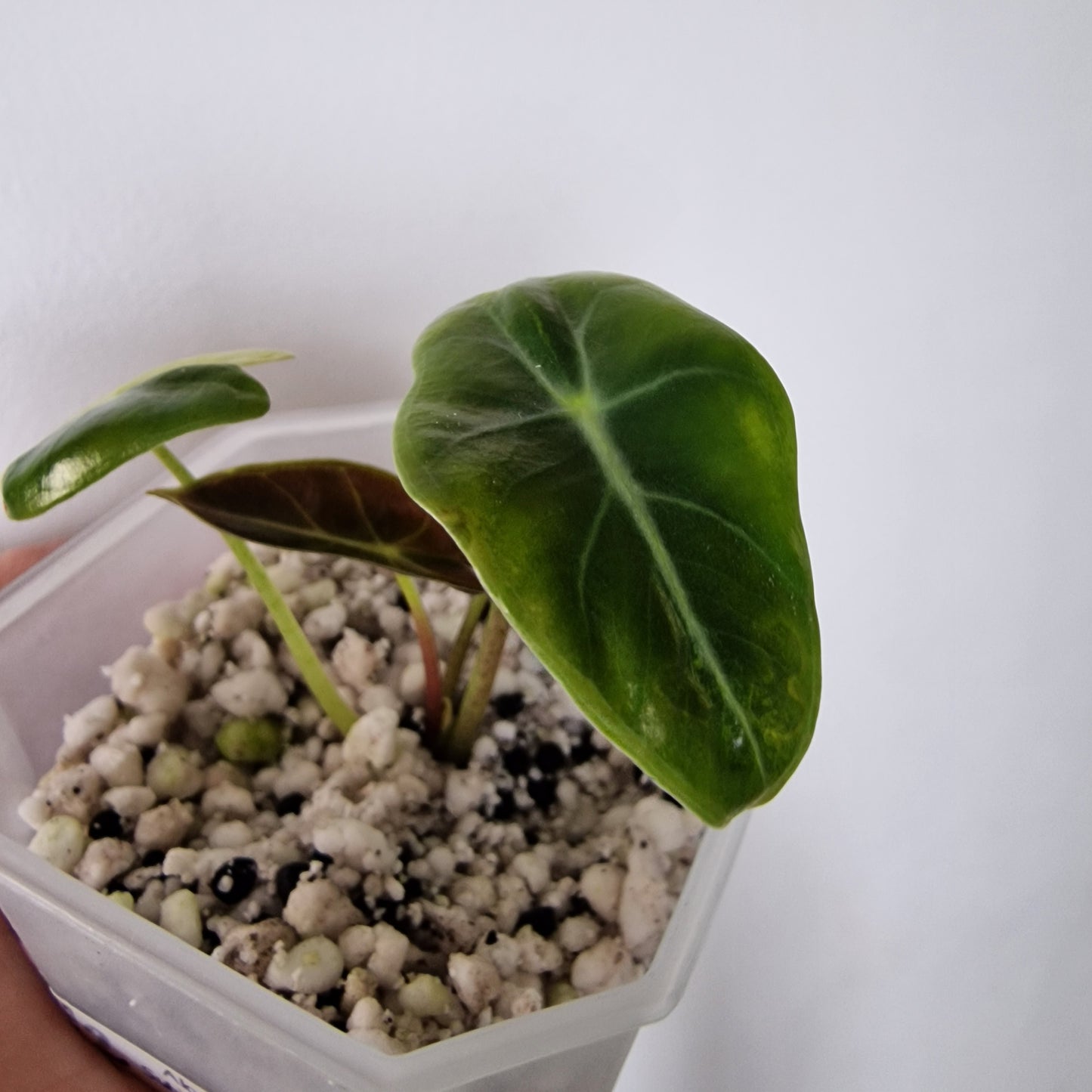 Alocasia Suhirmaniana Aurea Variegation – Exact Plant (2)